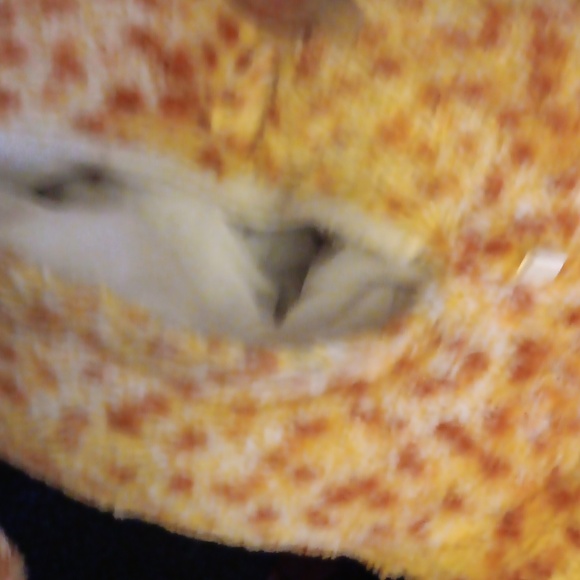 Kitten Surprise Cheetah Tabby - Picture 3 of 5